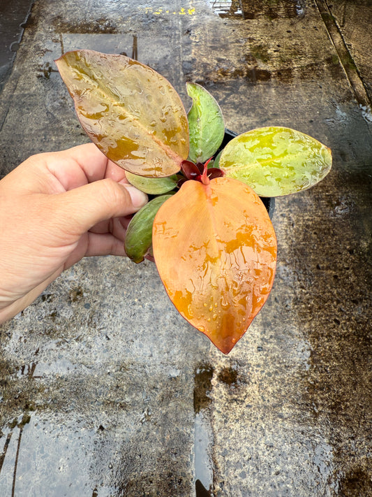 Philodendron Sunlight
