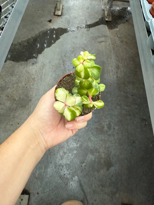 Portulacaria Afra Mediopicta