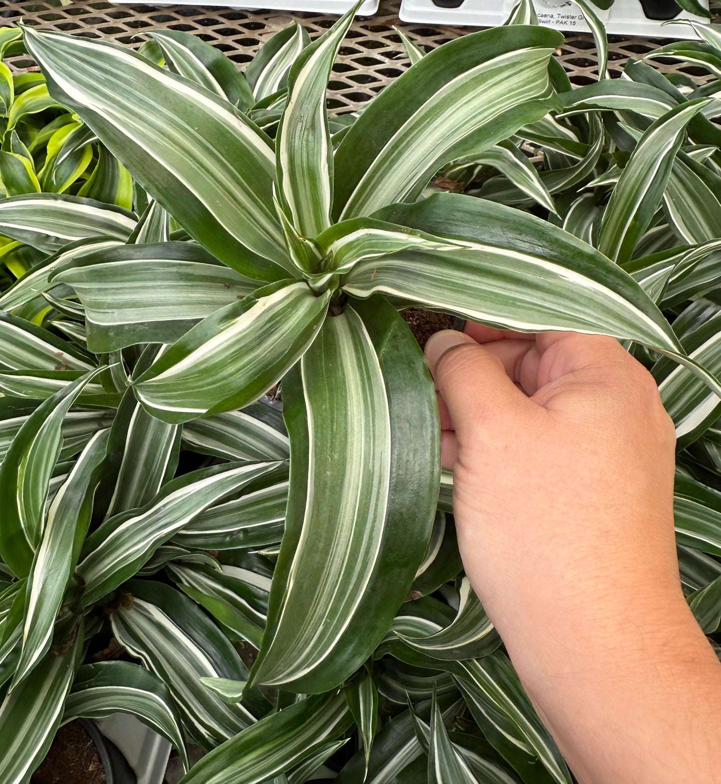 Dracaena ‘White Surprise'
