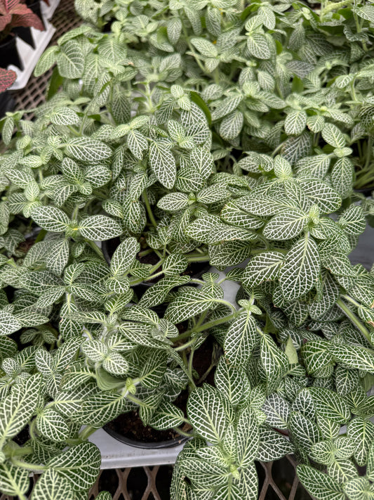 Fittonia Albivenis ‘White’