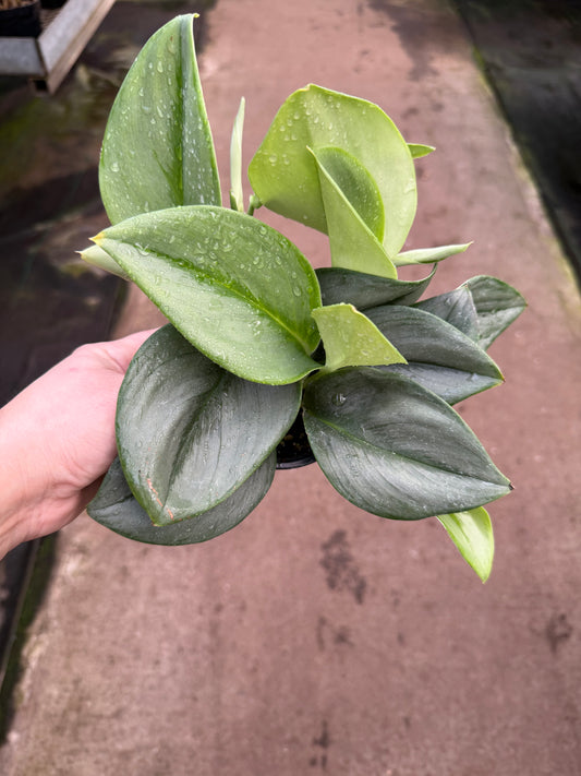 Scindapsus treubii ‘Moonlight’