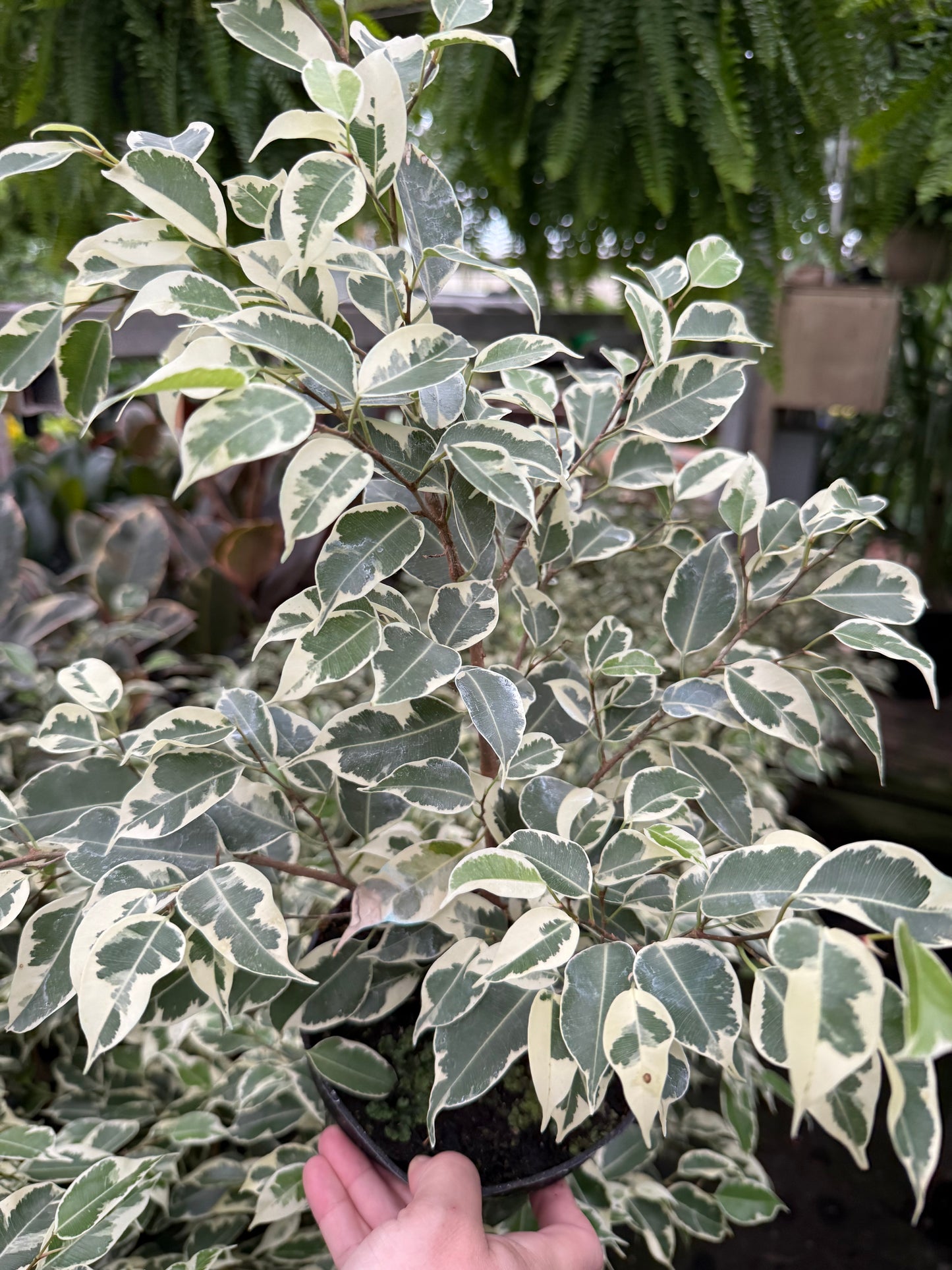 Ficus benjamina ‘Panaché’