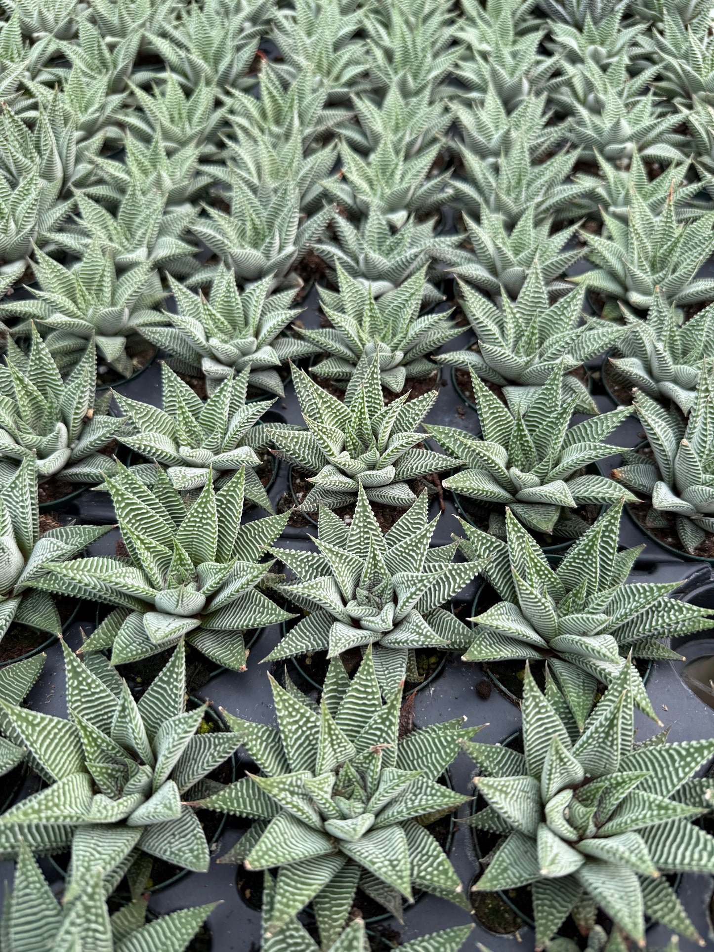 Haworthia “Miami”