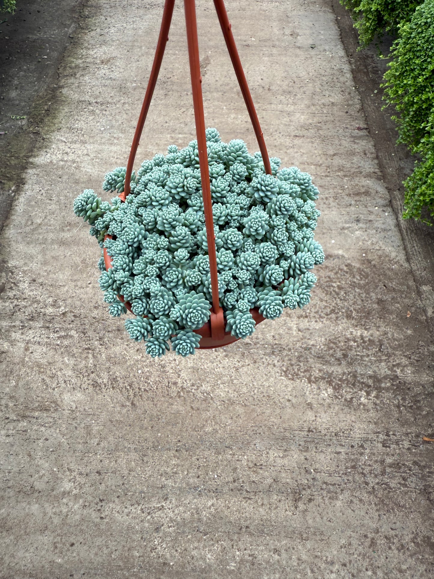 Sedum 'Bleu'