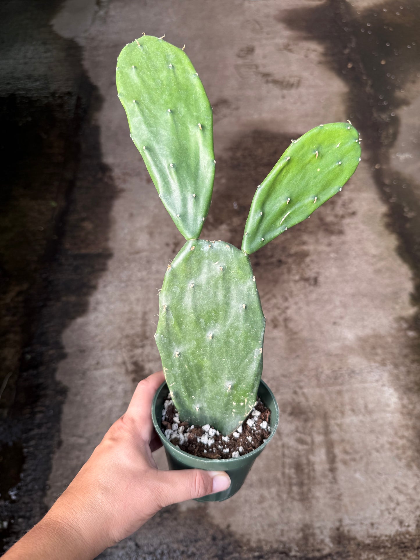 Opuntia Ficus Indica