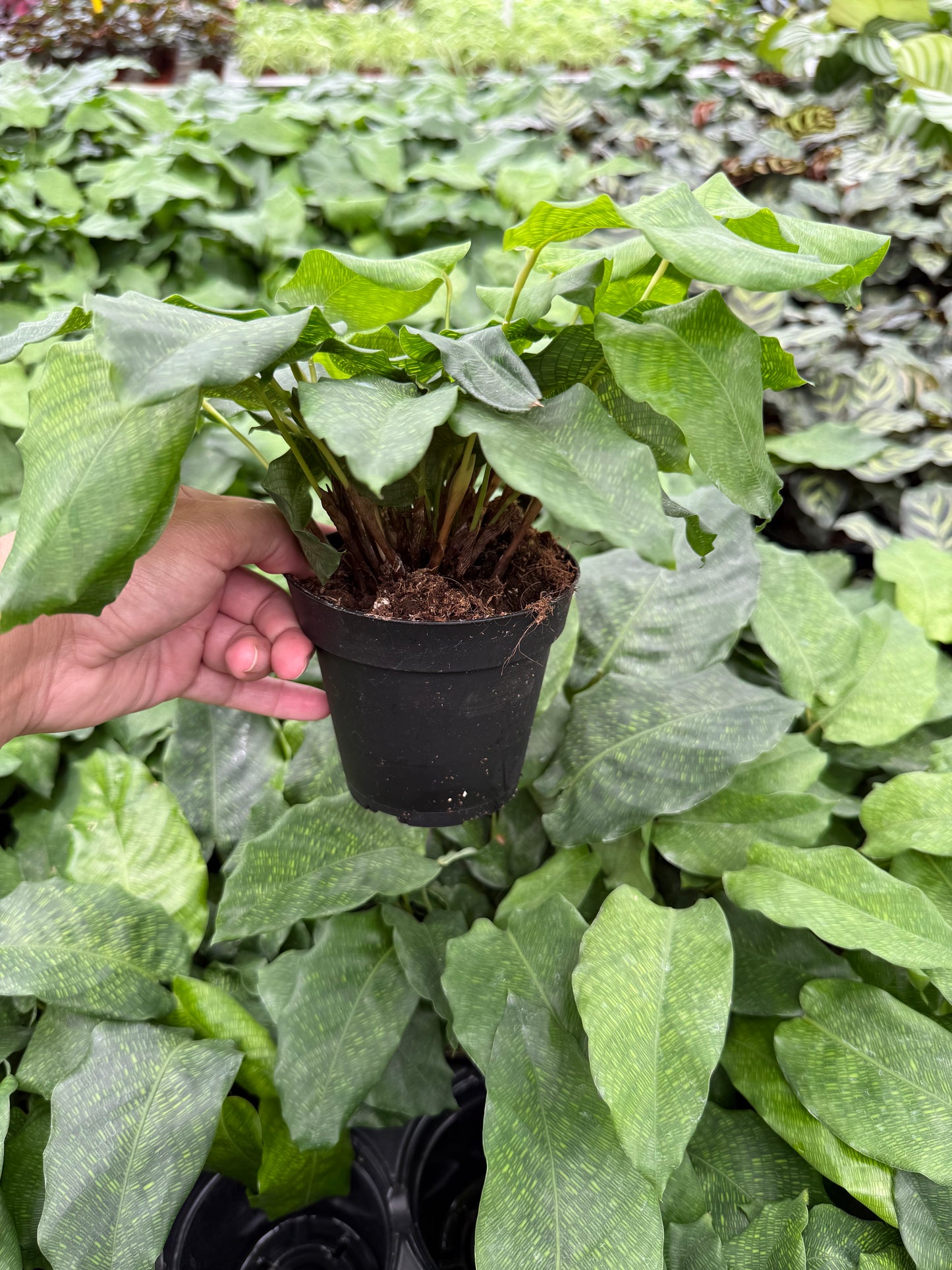 Calathea Musaica