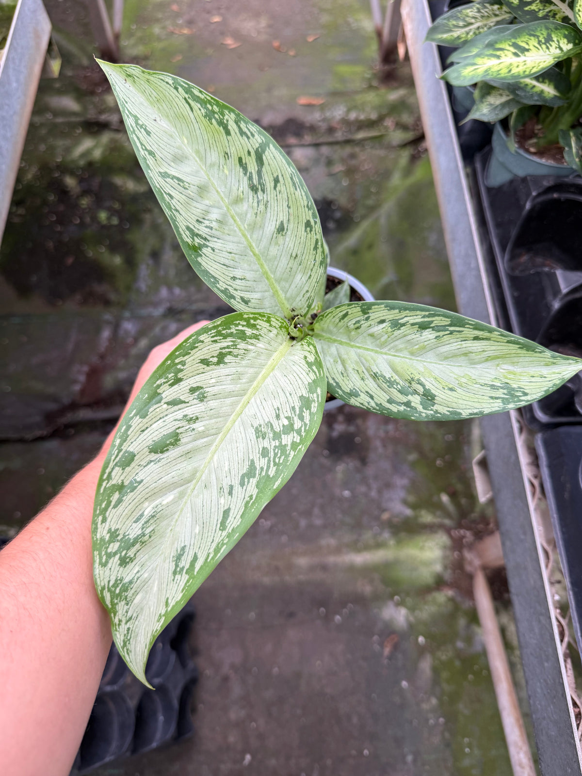 Dieffenbachia ‘Tiki’