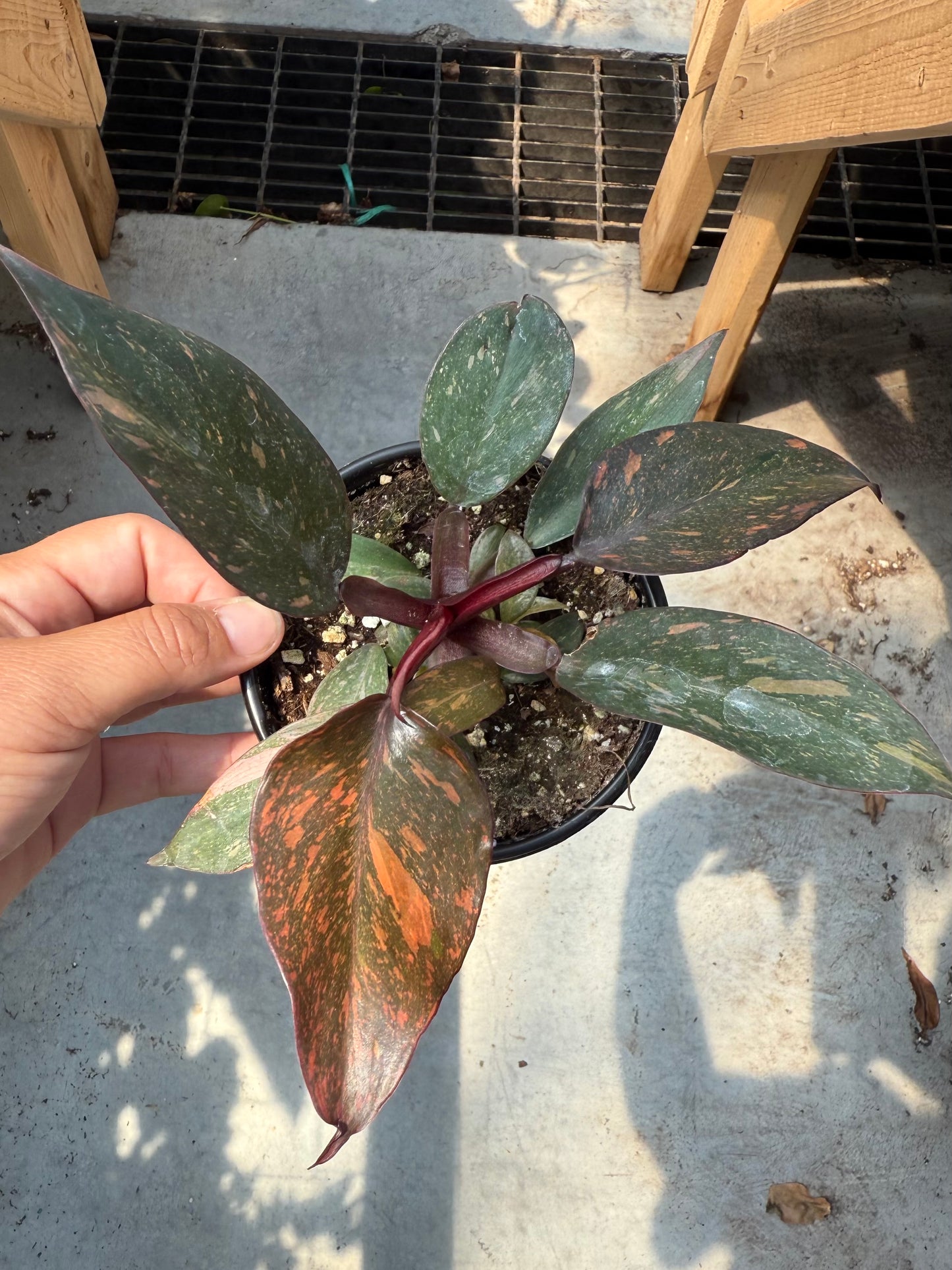 Philodendron ‘Orange Princess’