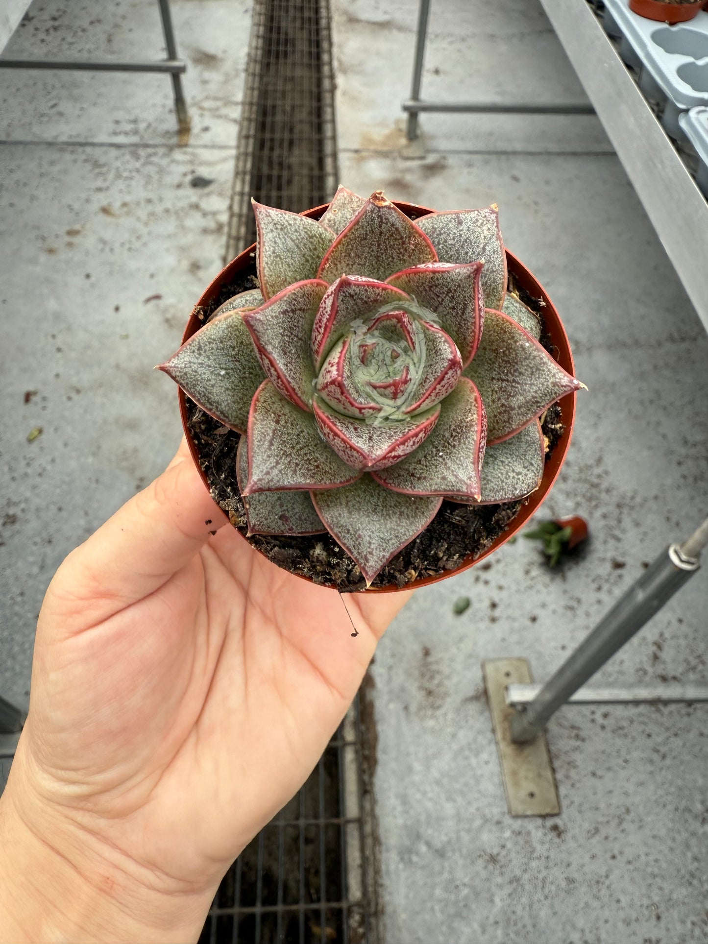 Echeveria Purpusorum
