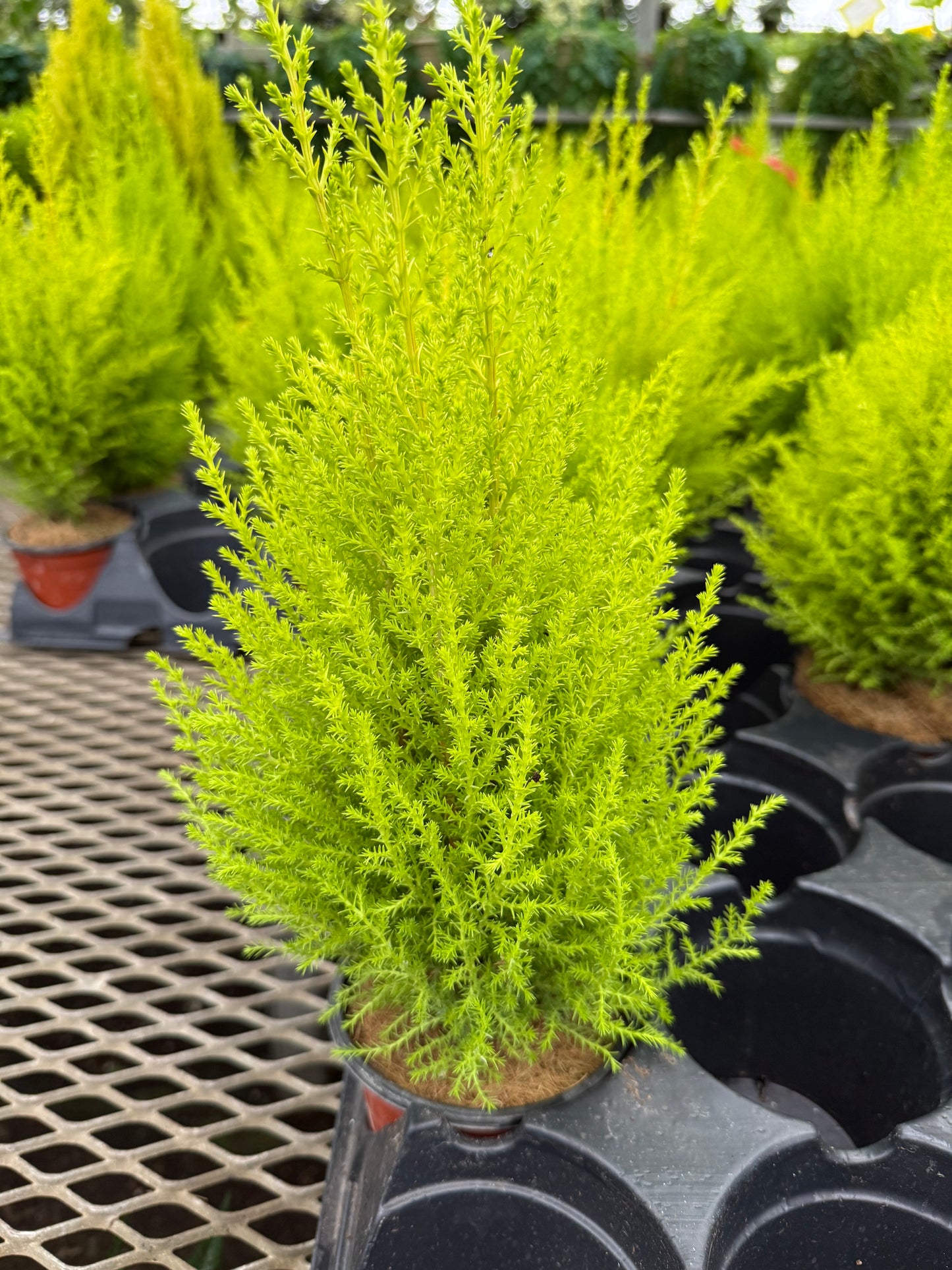 Cône de cyprès 'Goldcrest'