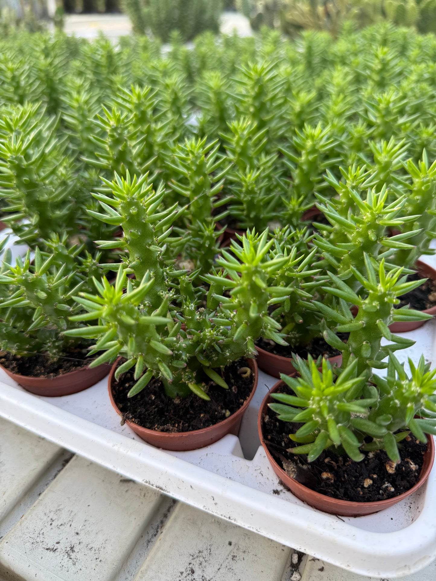 Austrocylindropuntia
subulata"Eve's pin"