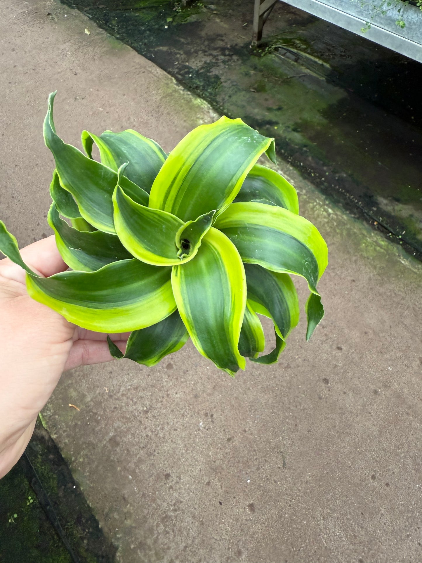 Dracaena ‘Yellow Tornado’
