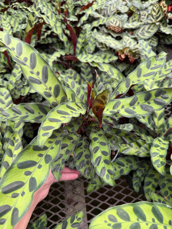 Calathea lancifolia "Rattlesnake"