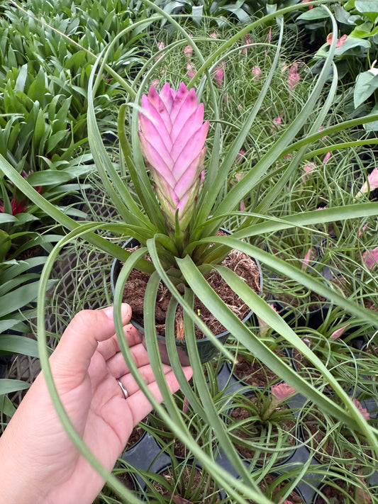 Tillandsia cyanea – ‘Pink Quill Plant’