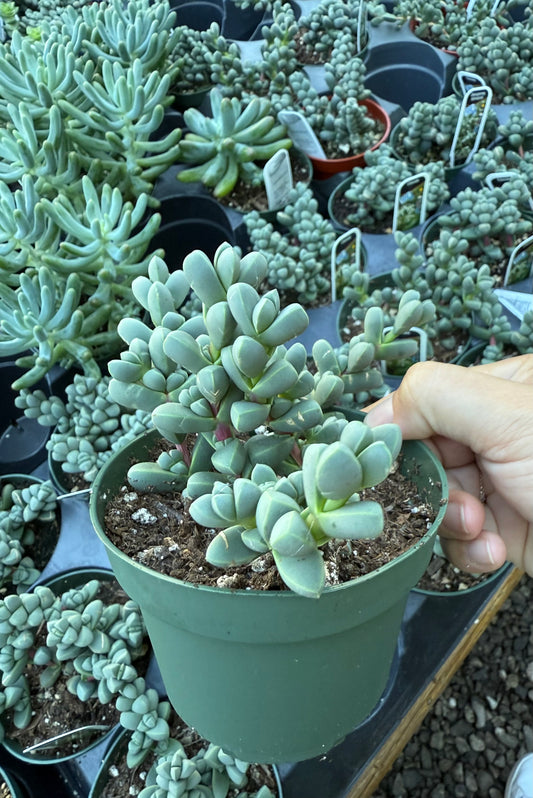 Corpuscularia lehmannii- Ice Plant