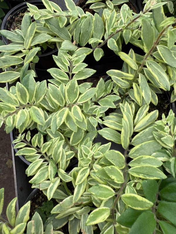 Aeschynanthus ‘Mona Lisa’ Lipstick – Variegata Bi-Color