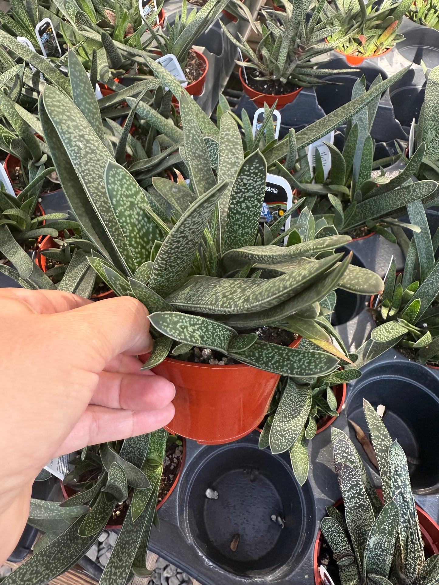 Gasteria