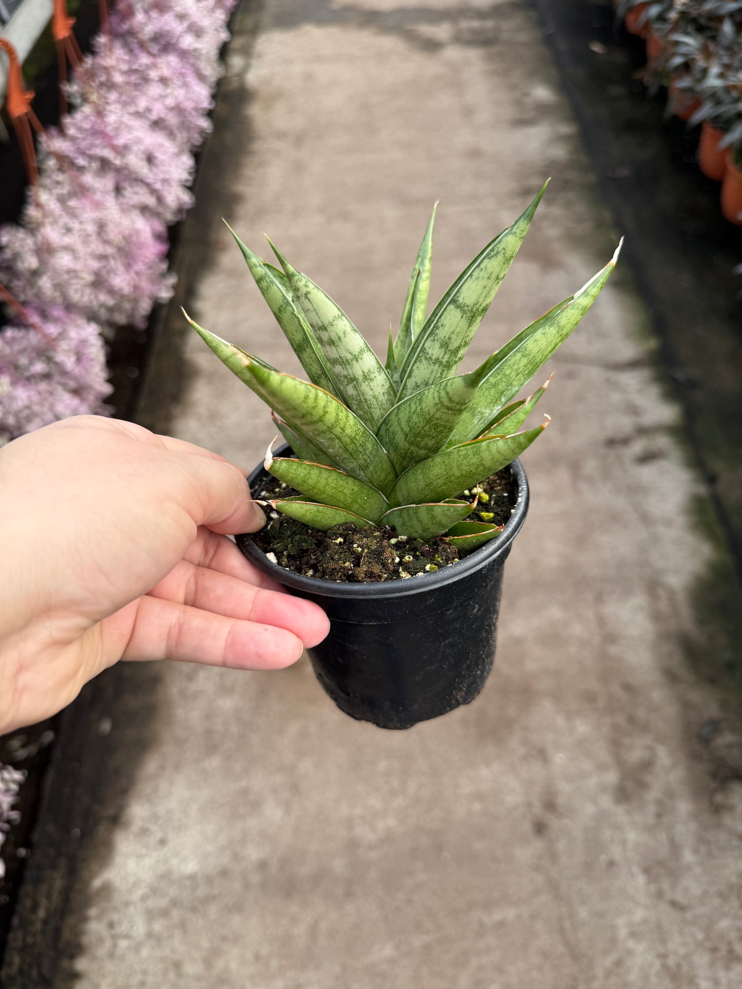 Sansevieria ‘Pagoda’ Dark