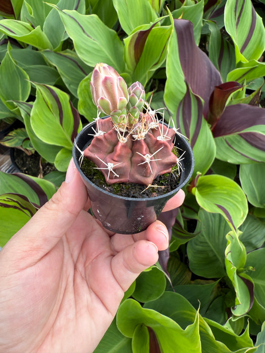 Gymnocalycium mihanovichii ‘Red Moon’