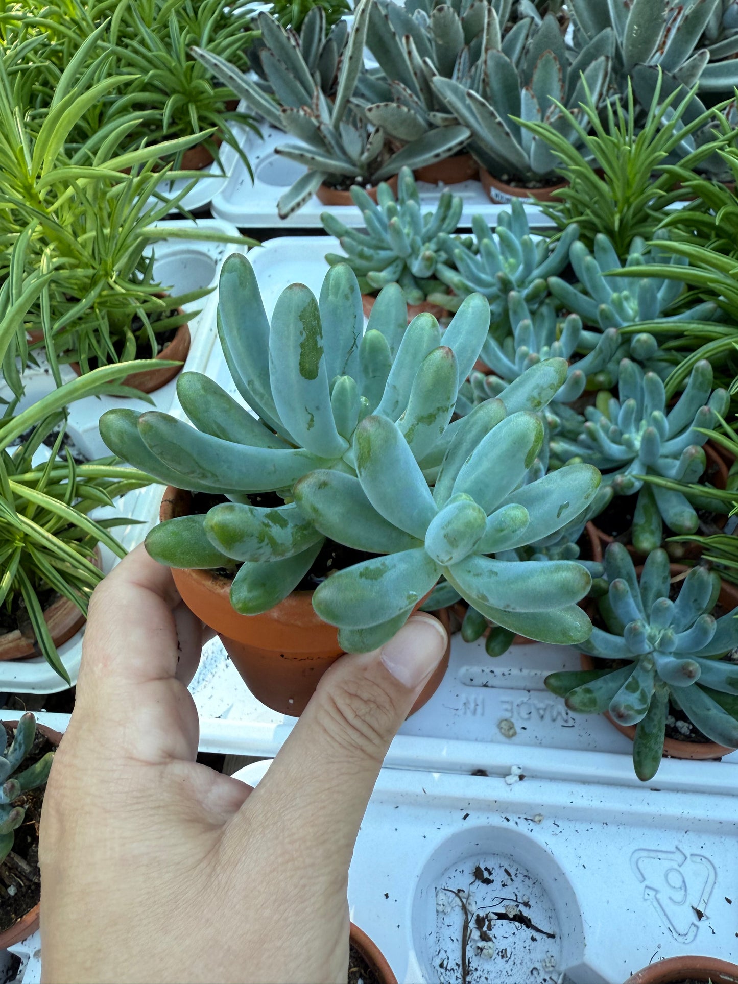 Sedum pachyphyllum “Blue Jelly Bean”
