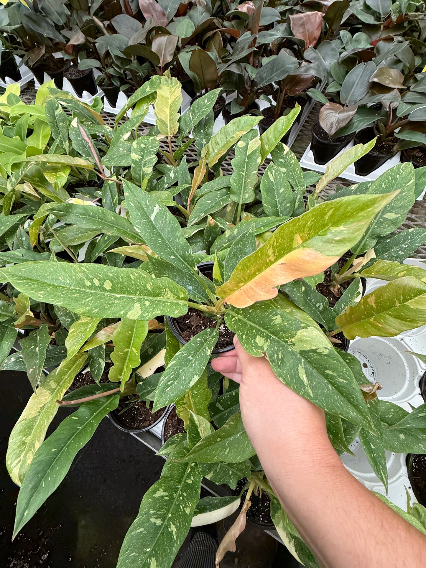 Philodendron ‘Ring of Fire’
