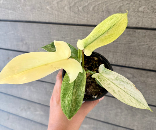 Philodendron “Florida Ghost”