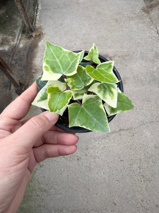 Senecio macroglossus ‘Variegatus’