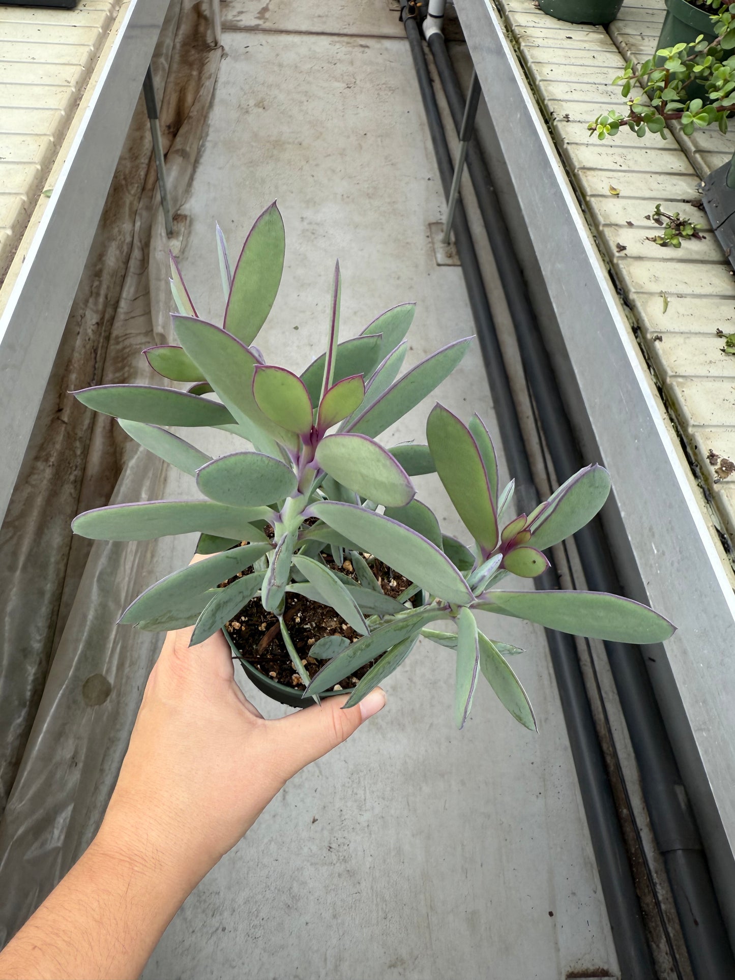 Senecio Crassissimus