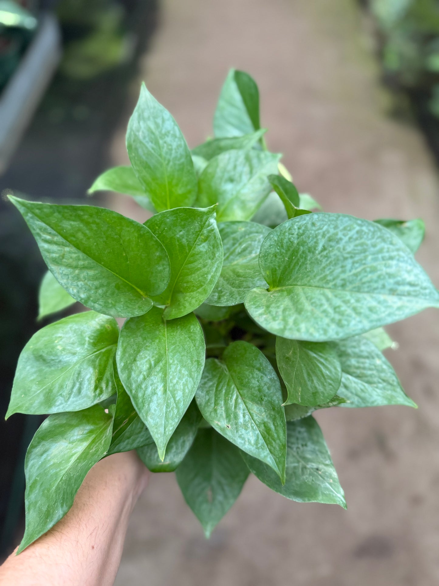 Pothos 'Jade Select'