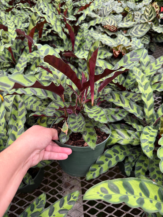 Calathea lancifolia "Rattlesnake"