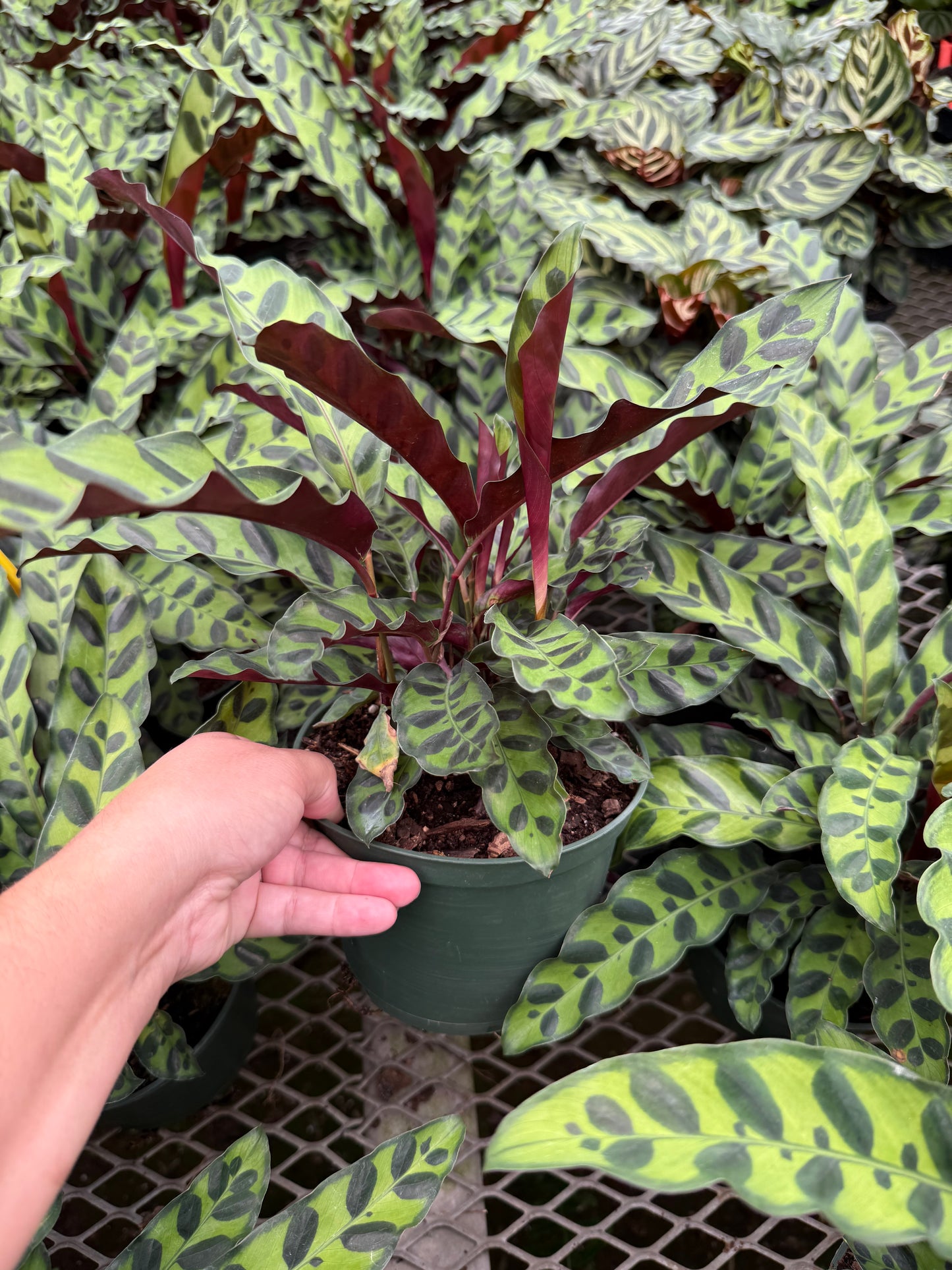 Calathea lancifolia "Rattlesnake"