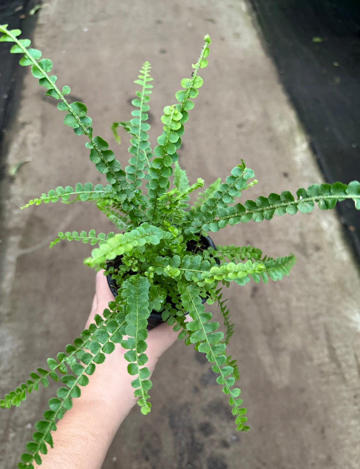 Lemon Button Fern