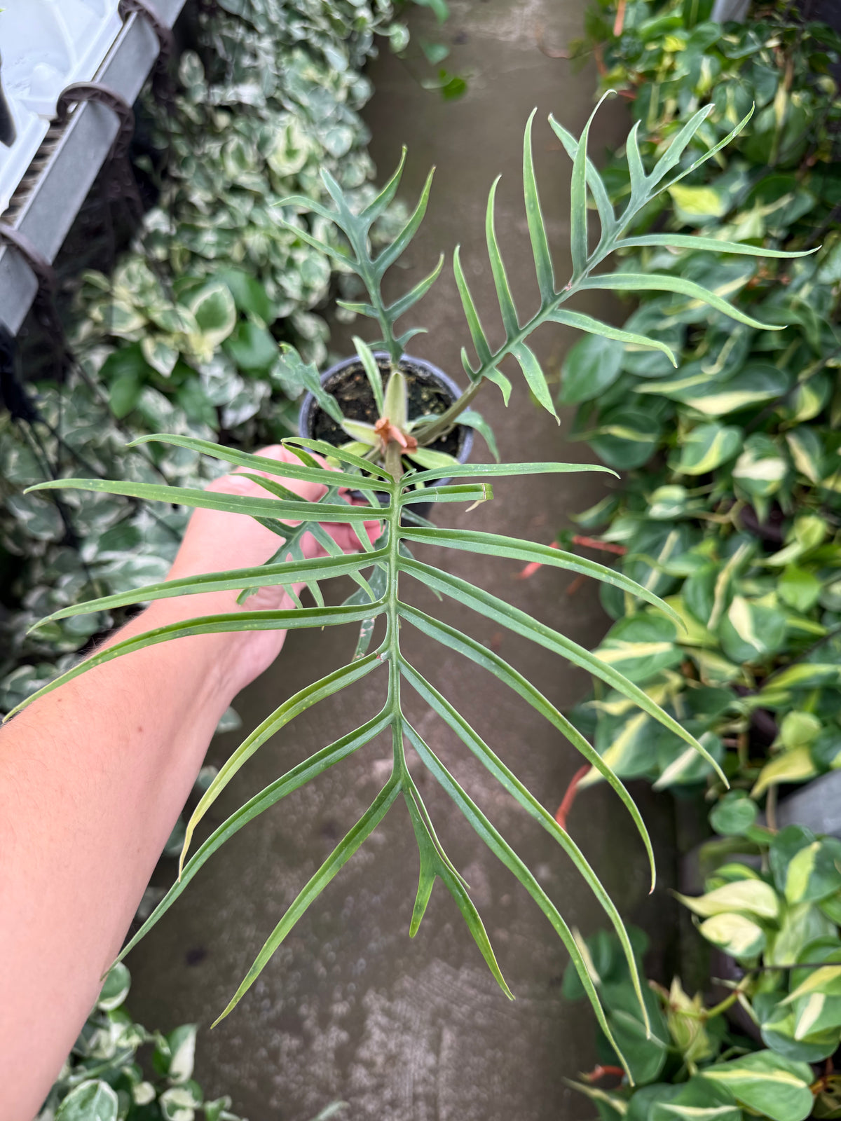 Philodendron « Tortum »