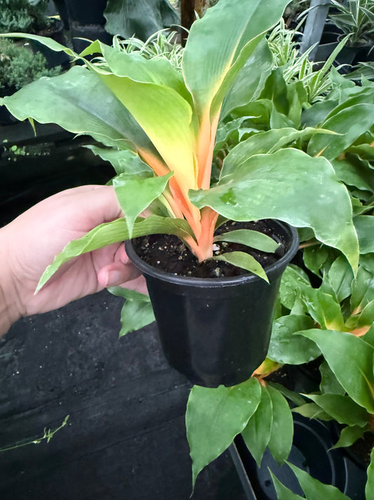 Chlorophytum Mandarin