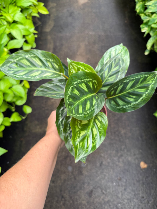 Calathea ‘Flame Star’