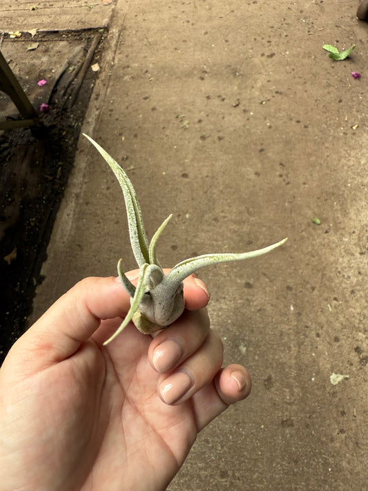 Tillandsia Caput-medusae