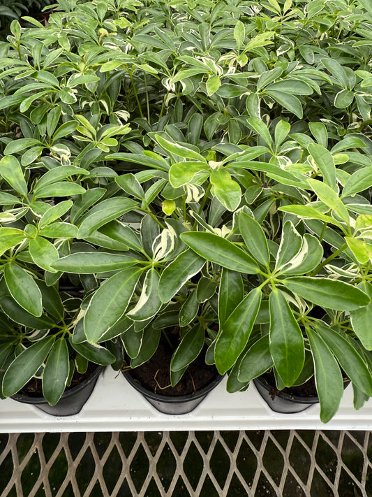 Schefflera ‘Moon Drop’