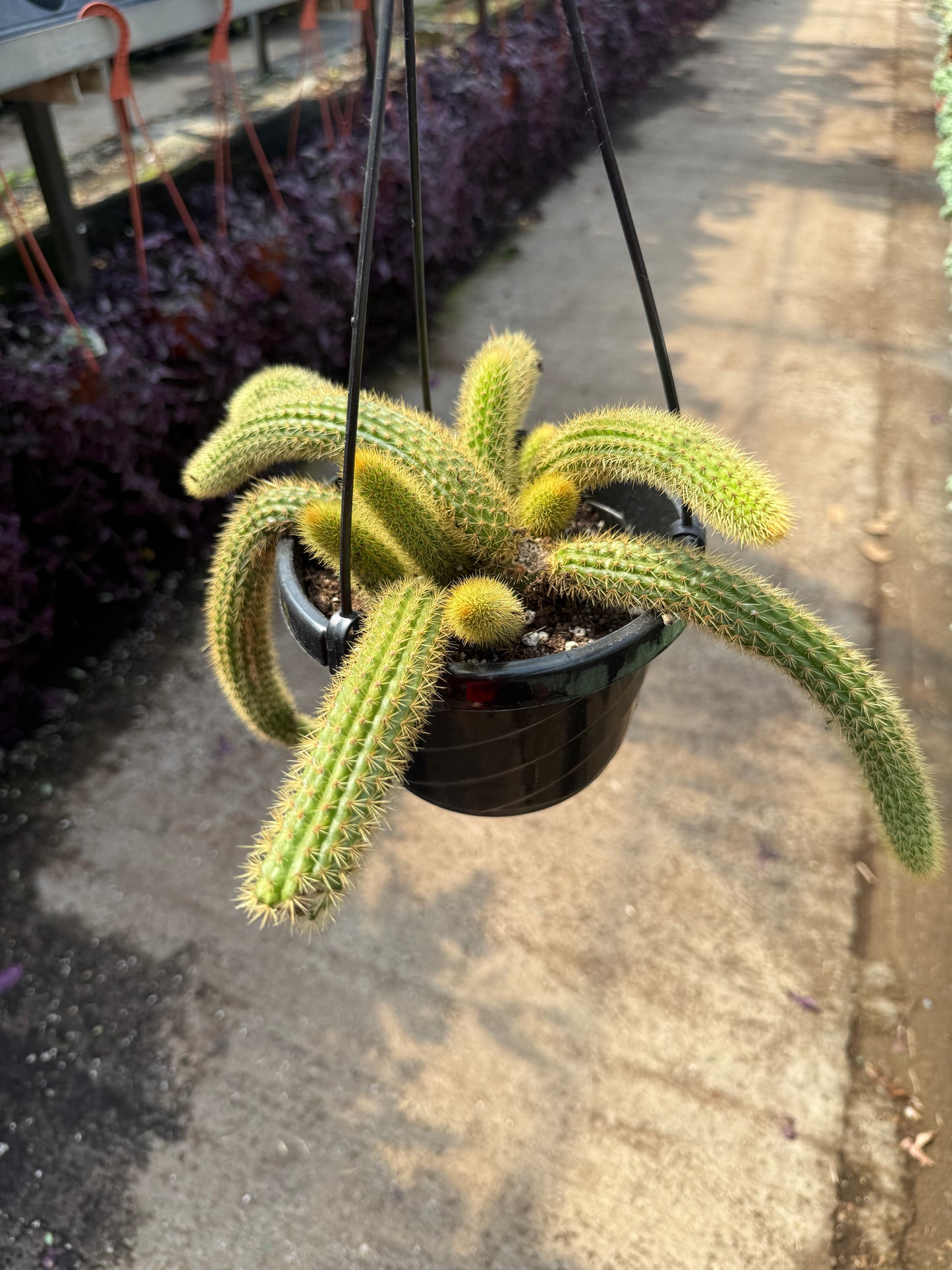 Golden Rat Tail Cactus
