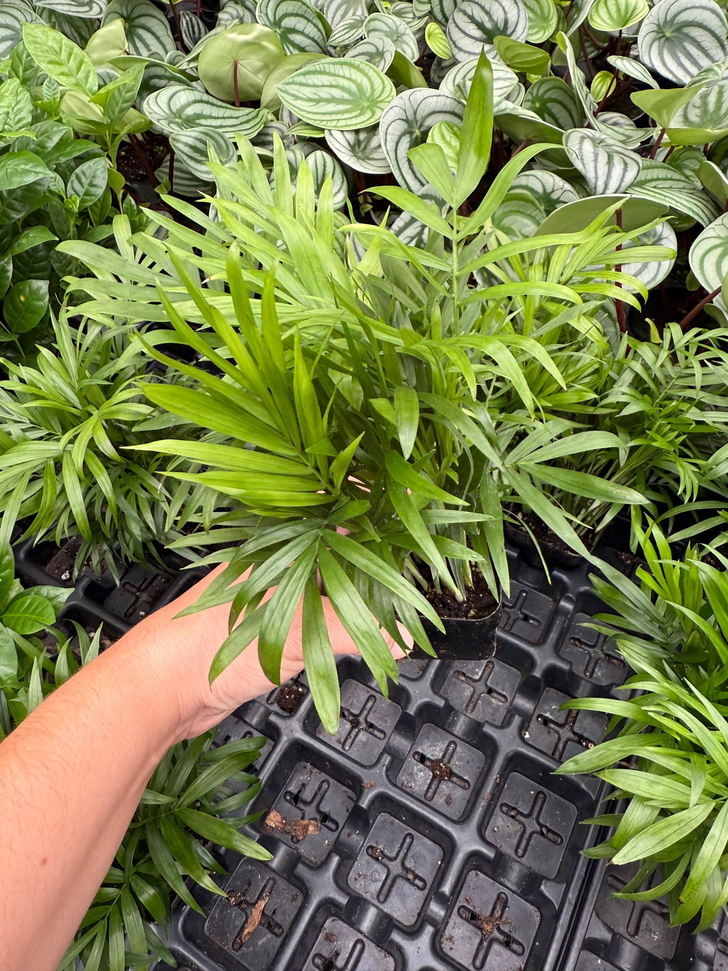 Palm Neanthe Bella