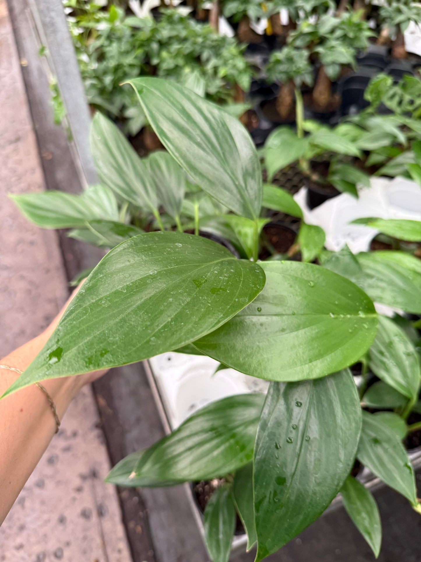 Rhaphidophora Decursiva ˋDragon Tail’