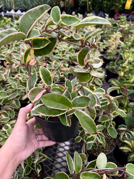 Hoya carnosa ‘Krimson Queen’