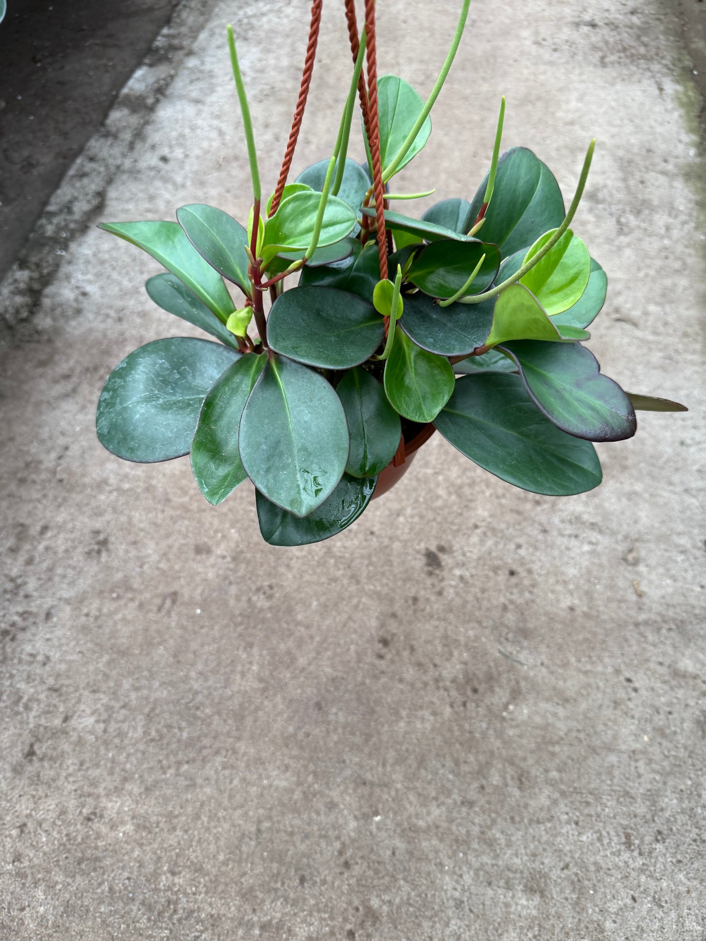 Peperomia ‘Red Edge’
