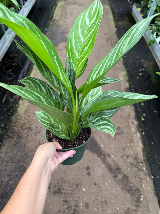 Aglaonema ‘Stripes’