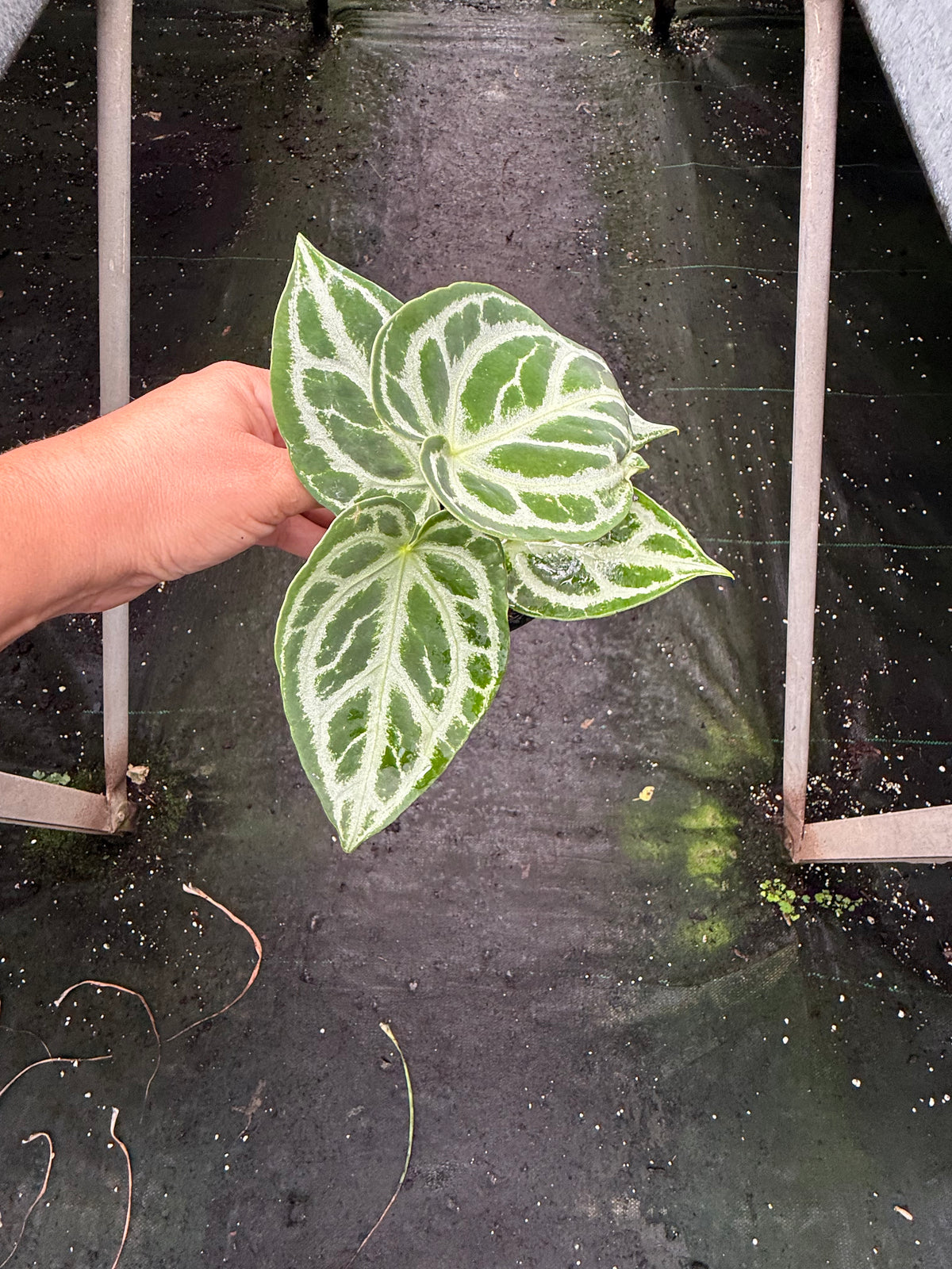 Anthurium crystallinum ‘Silver’