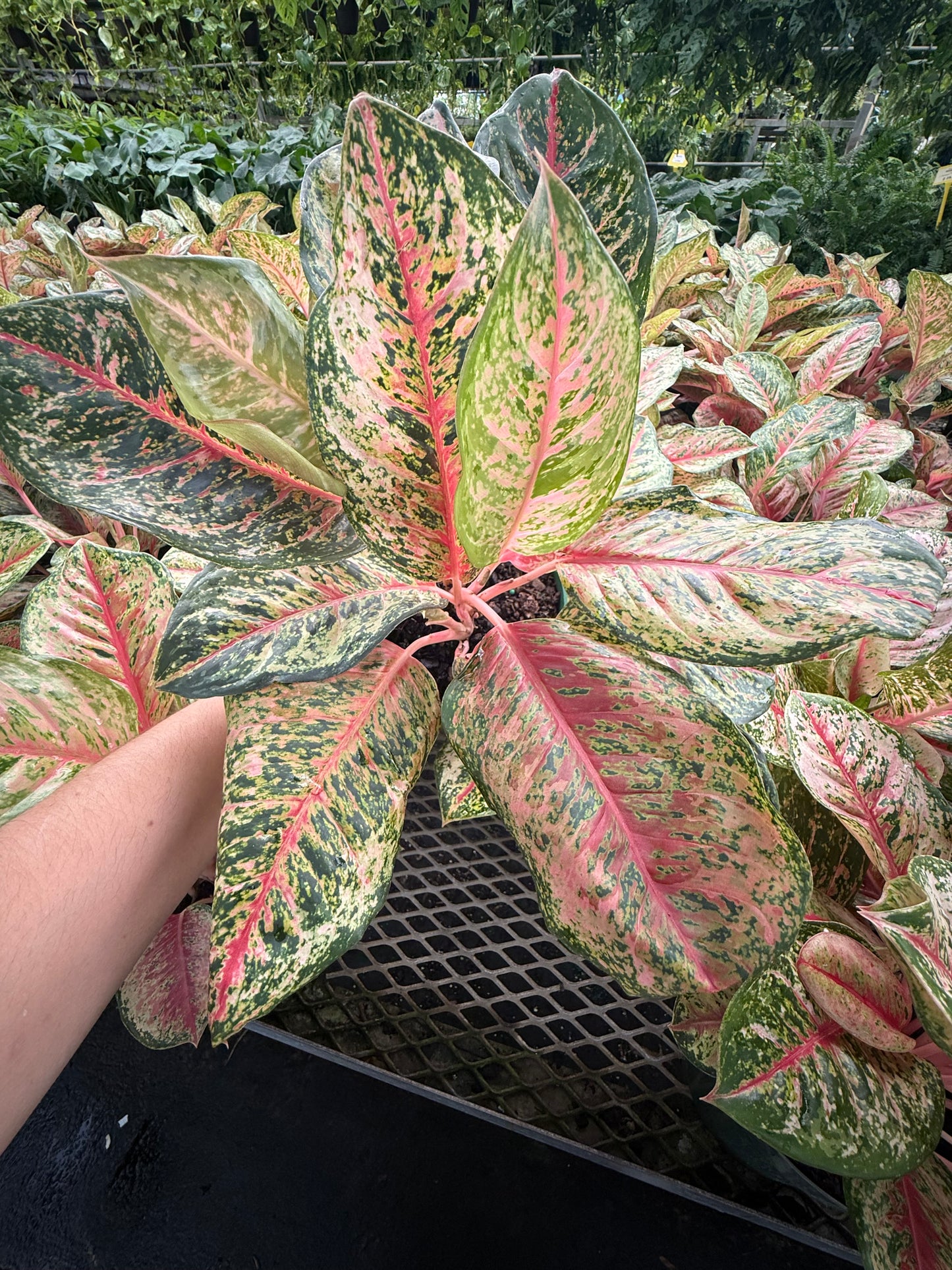 Aglaonema ‘Crosby’s Christmas’