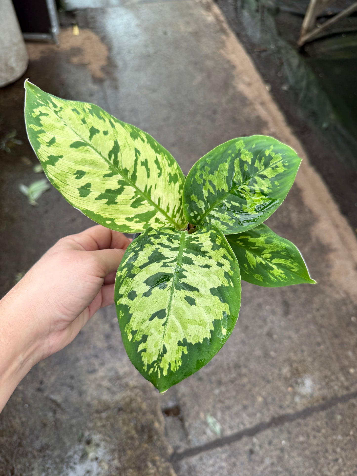 Homalomena ‘Camouflage’