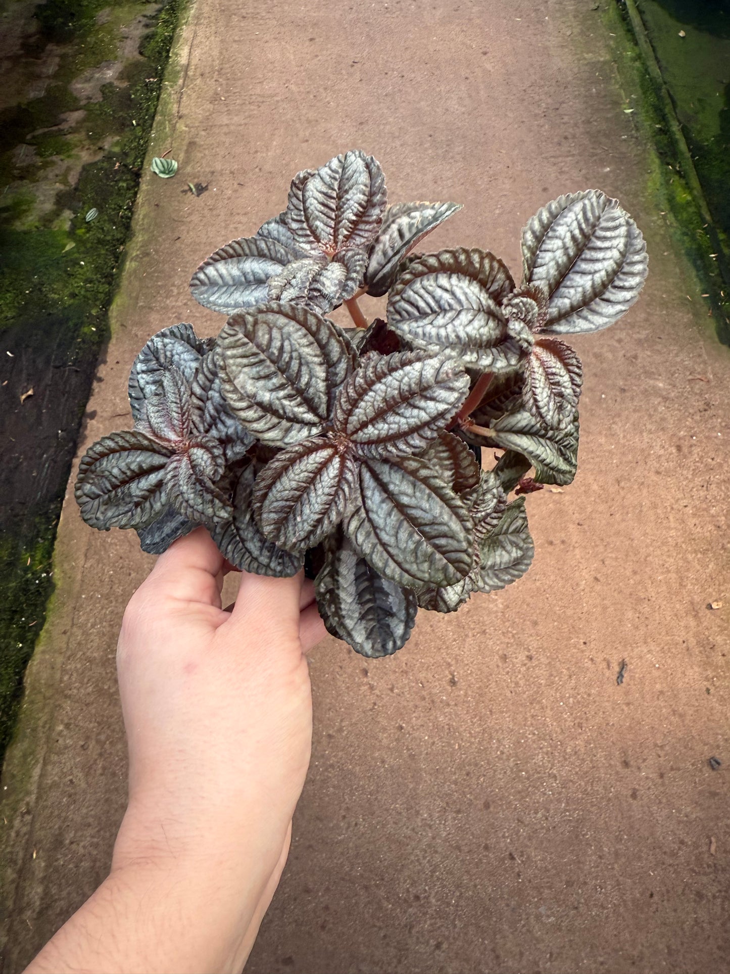 Pilea spruceana ‘Rouge’