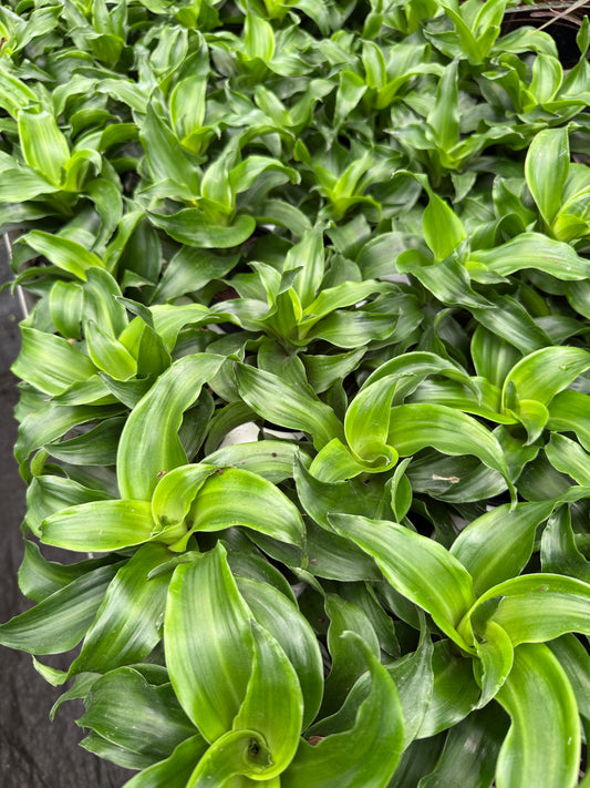 Dracaena ‘Twister Green’