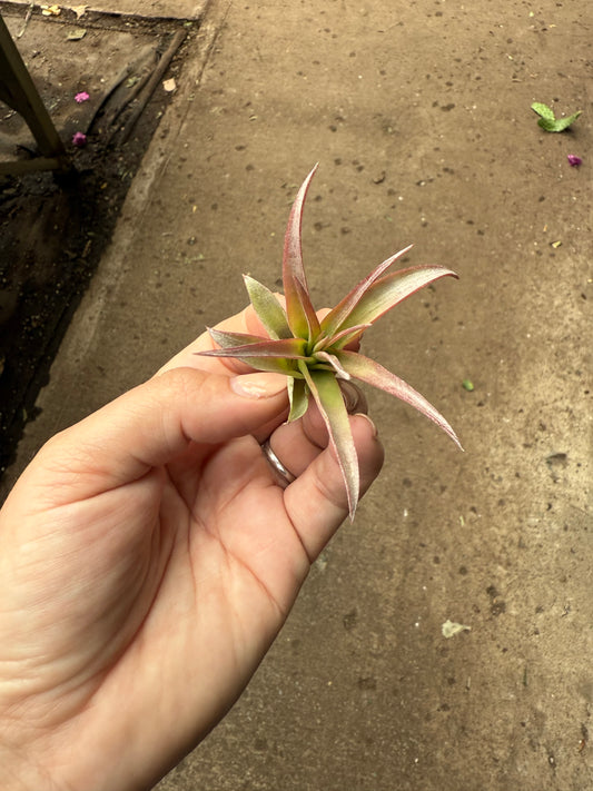 Tillandsia Brachycaulos