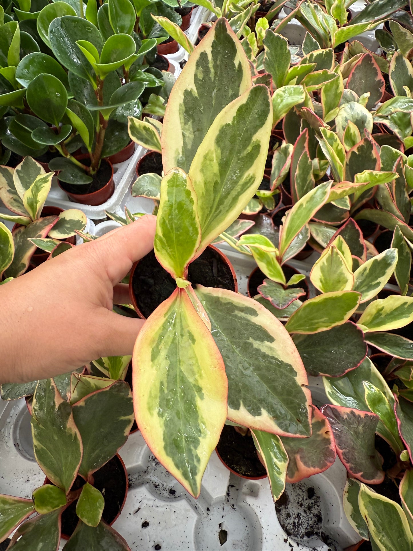 Peperomia ‘Ginny’